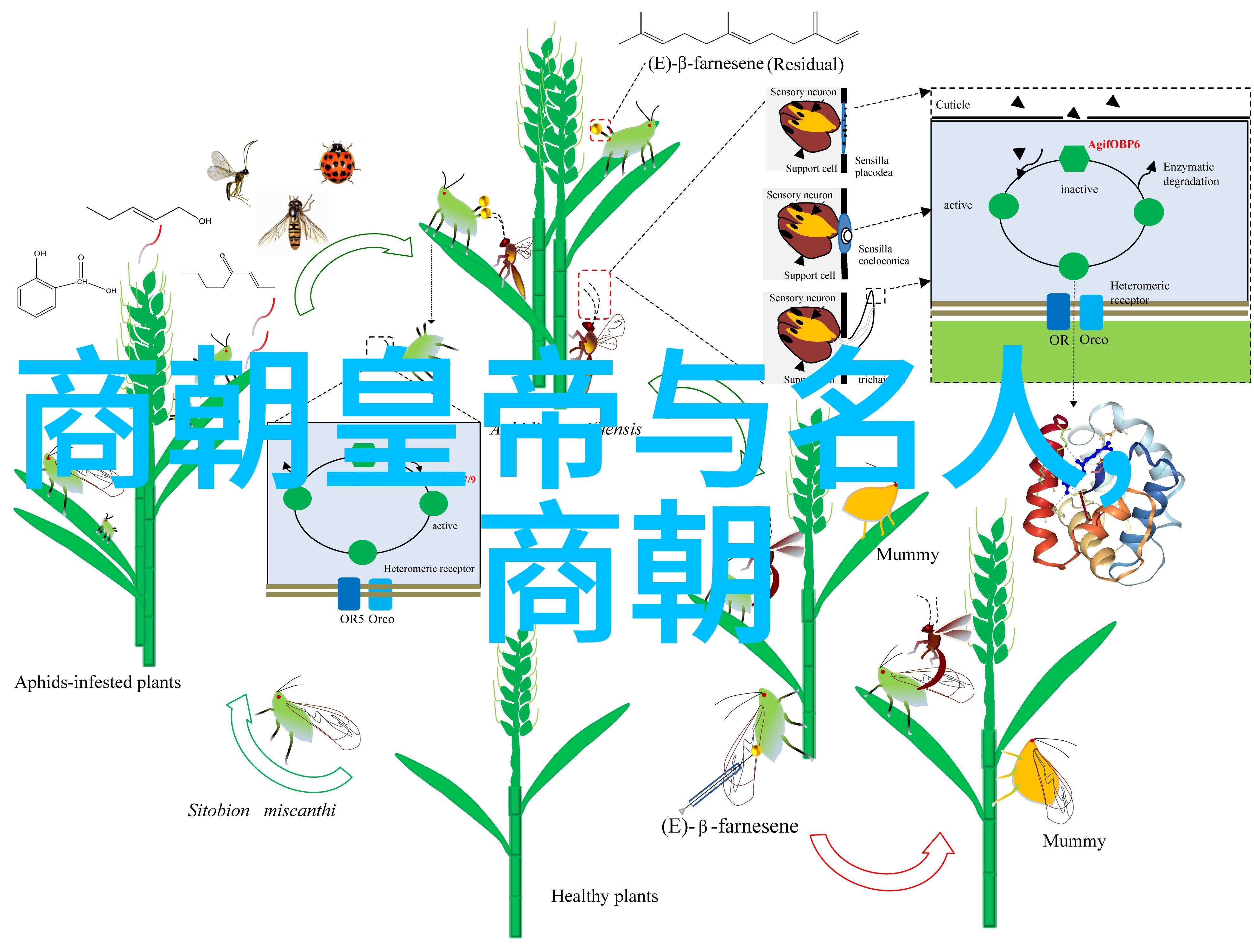 探寻历史长河中的巨轮揭秘最悠久的朝代之谜