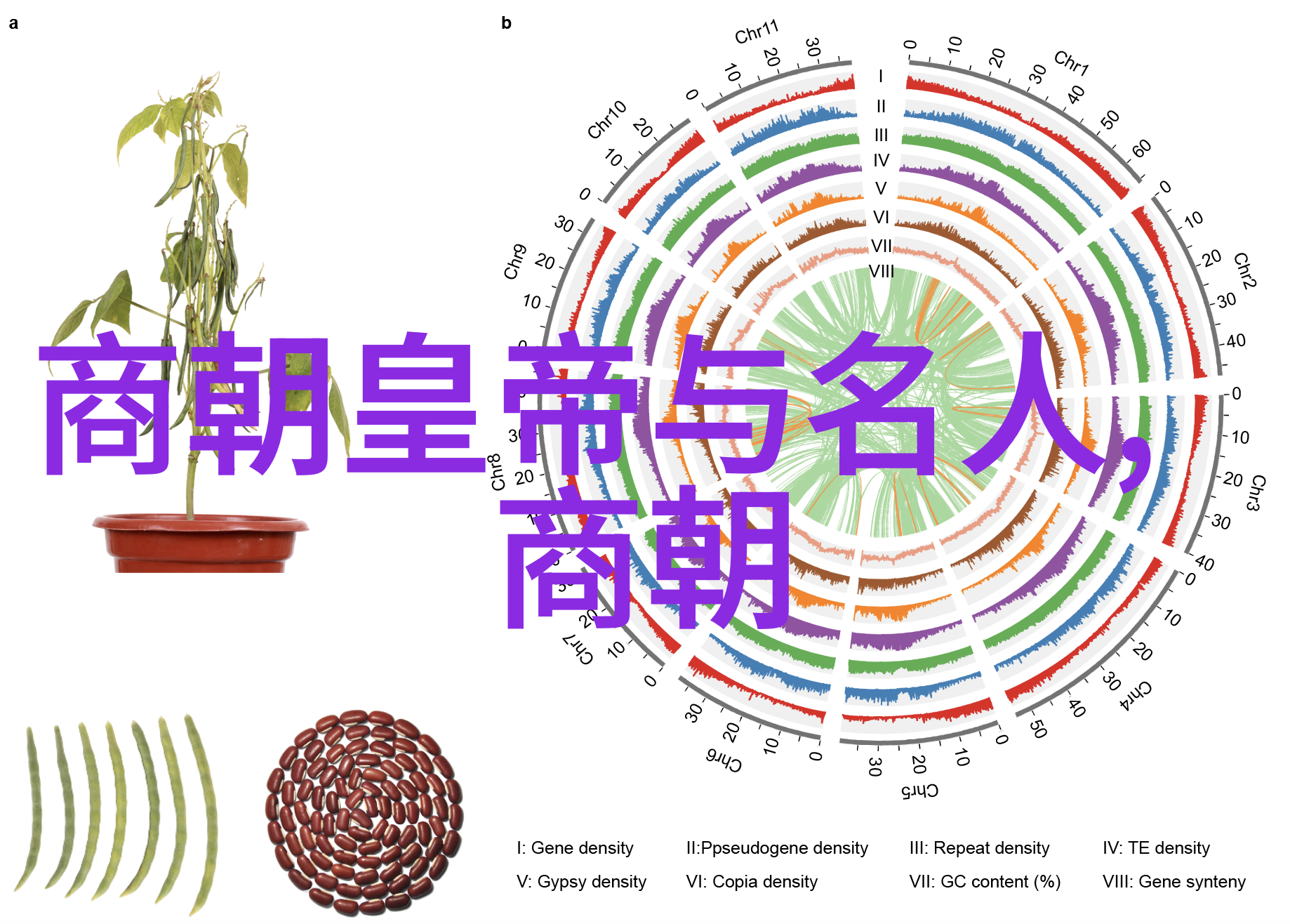 历史的交响曲世界文明的起伏