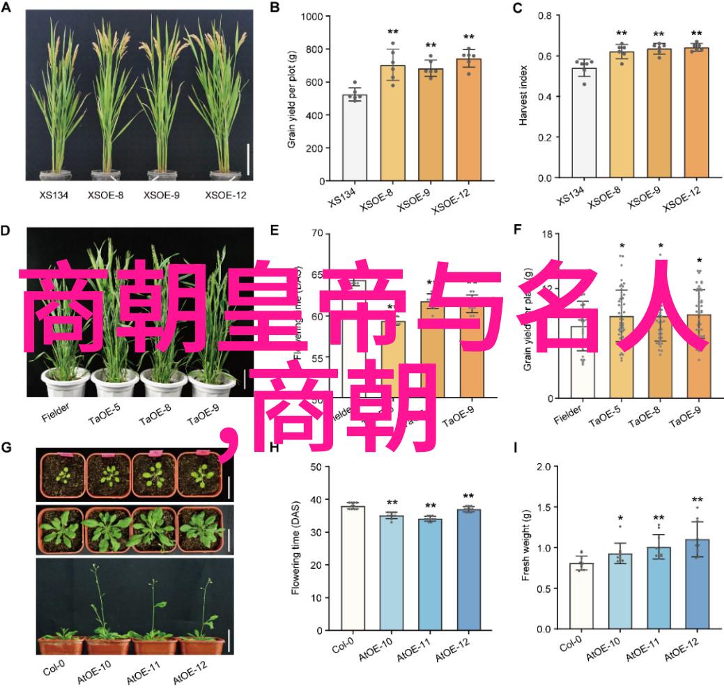 古代英杰传历史故事中的光与影