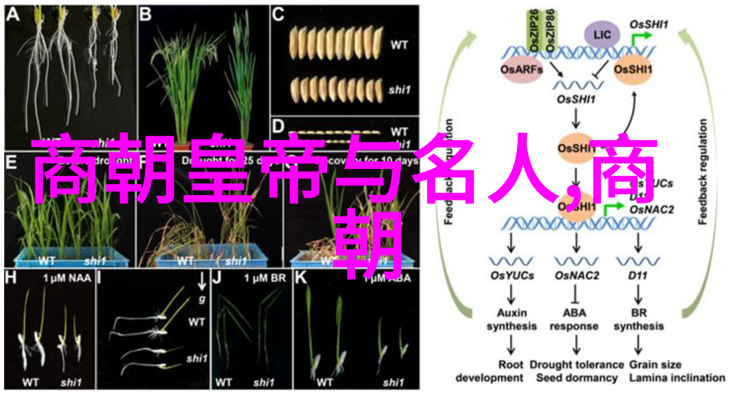 哲理与笑谈并存中国寓言故事如何影响当代文学创作