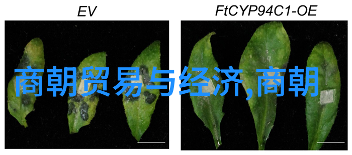 南明遗民的最后一线防御那些被历史遗忘的小朝廷