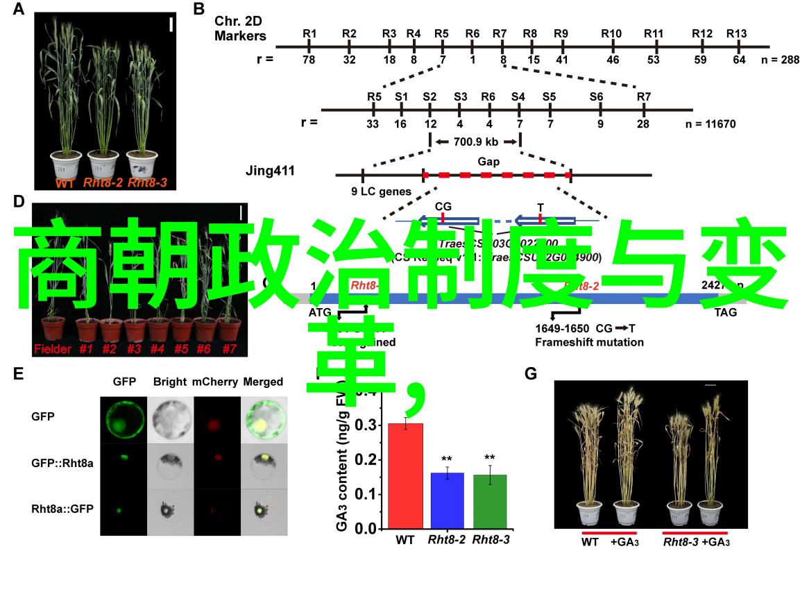 撩她上瘾深度探究黑暗森林中的爱情与欲望