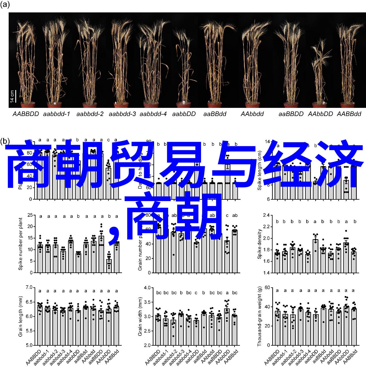 一张吓死人的清朝女子-清宫幽影一幅惊心动魄的宫廷秘密