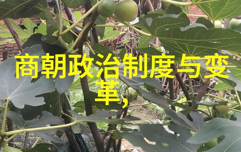 红楼梦中的黄梅调王熙凤与黄梅戏的奇遇