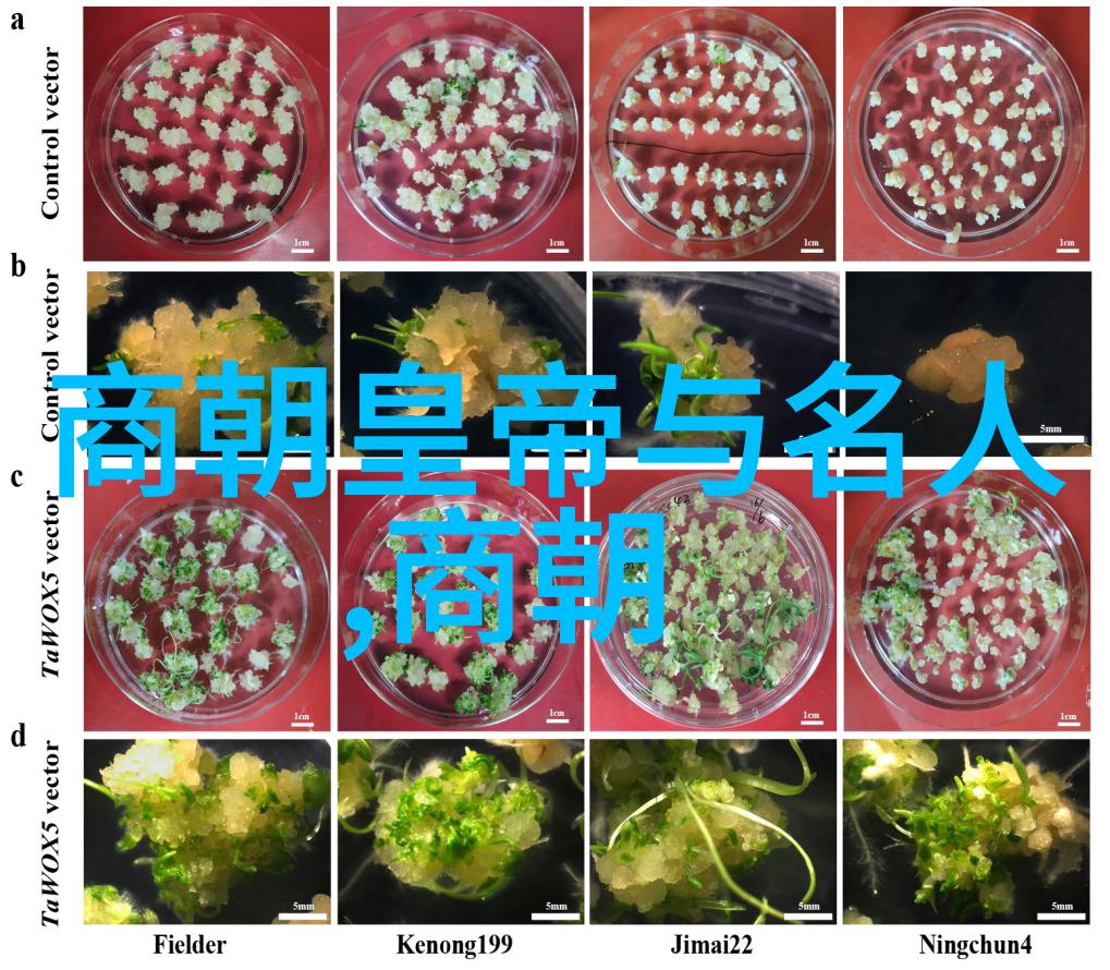 清朝军事与战争怎么可能与绿色鸭嘴兽有关系呢