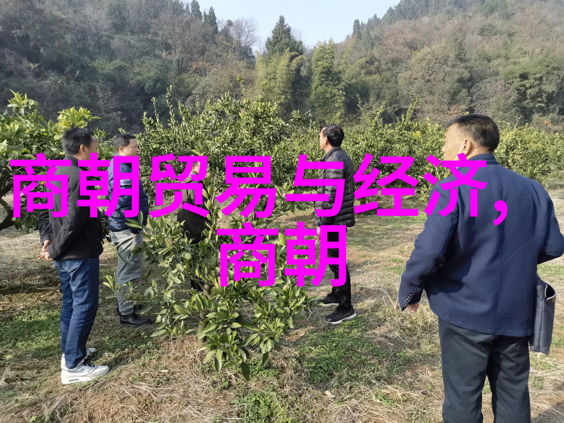 吴刚伐桂传说中的悲剧与现实的反思