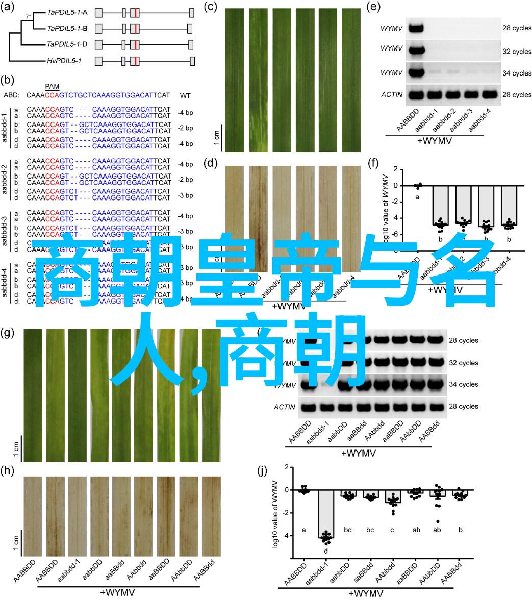 宋英宗和神宗时代的内忧外患边疆战争与宫廷斗争